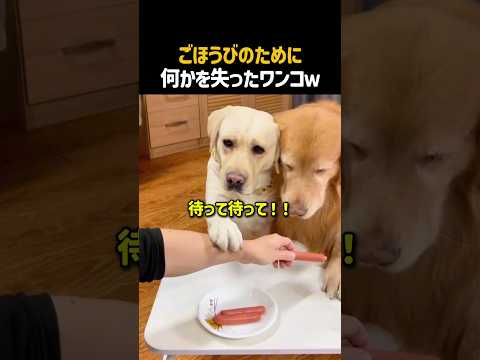 ごほうびのために何かを失ったワンコｗ