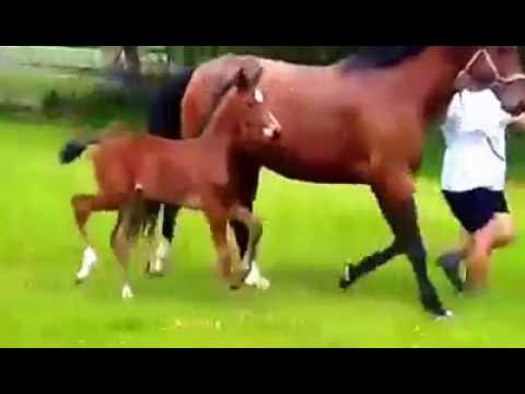 SF v. De Niro x El./St.Pr.St. v. Sunny Boy *for sale*