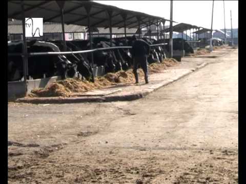 Vremuri grele pentru producătorii români de lapte