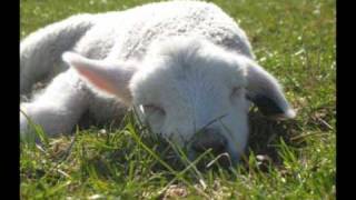 Bæ, bæ lille lam. Norsk, med tekst