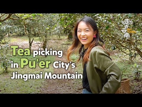 Picking leaves from some of the world's oldest tea trees in SW China