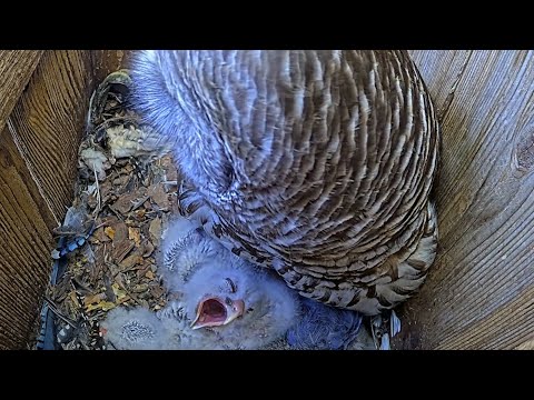 Owlet Tries Casting A Pellet While Snuggling Under Female Barred Owl – April 18, 2025