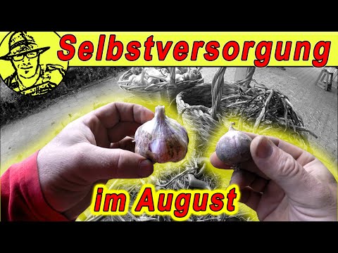 Der Selbstversorgergarten im August 2020: Mit Hochbeet, Knoblauch- und Kartoffelernte