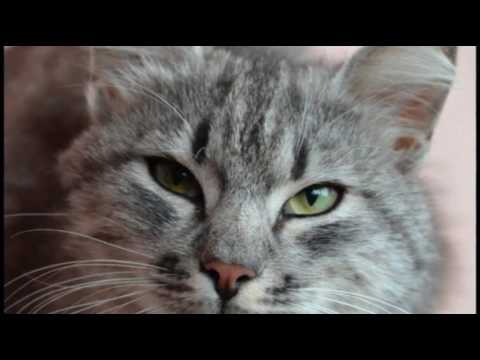 Breathing Difficulties in Cats | Cat Care Tips