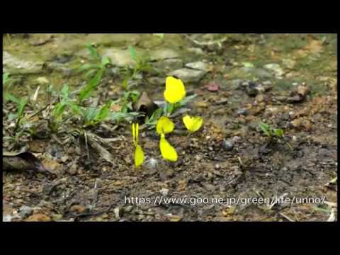 キチョウの仲間が集まってくる様子