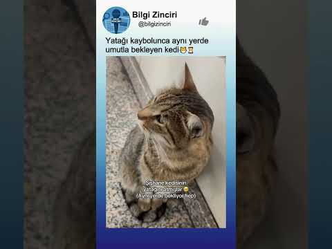 Umutla Kaybolan Yatağını Bekleyen Kedi😿🛏️⏳