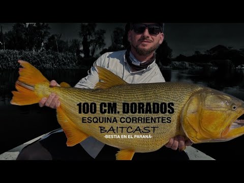This dorado is VERY BIG. Strike fishing with artificial lures - Gliding. Corner #fishing #dorado
