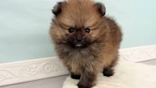 ポメラニアンの動画01