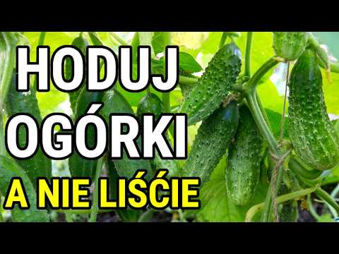 10 trików w uprawie ogórka. Gwarantują duży plon!