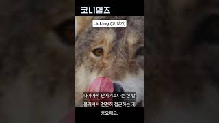 카밍시그널 코 핥기 Licking