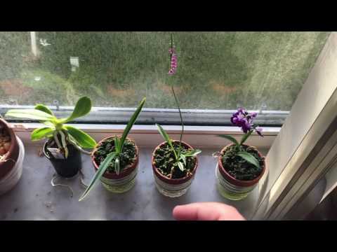 Quick Japanese orchids update.