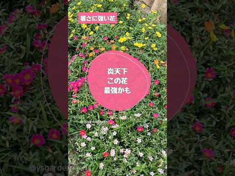 成長の速い常緑の匍匐性グランドカバーの中で最も優れているものは何ですか?空いたスペースを埋める7種  庭園