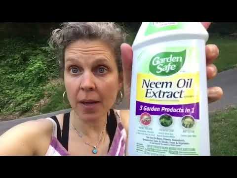 How to use neem oil extract for organic gardening as a insec...