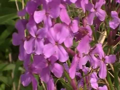 download lagu mp3 mp4 Dames Rocket Hesperis Matronalis, download lagu Dames Rocket Hesperis Matronalis gratis, unduh video klip Dames Rocket Hesperis Matronalis