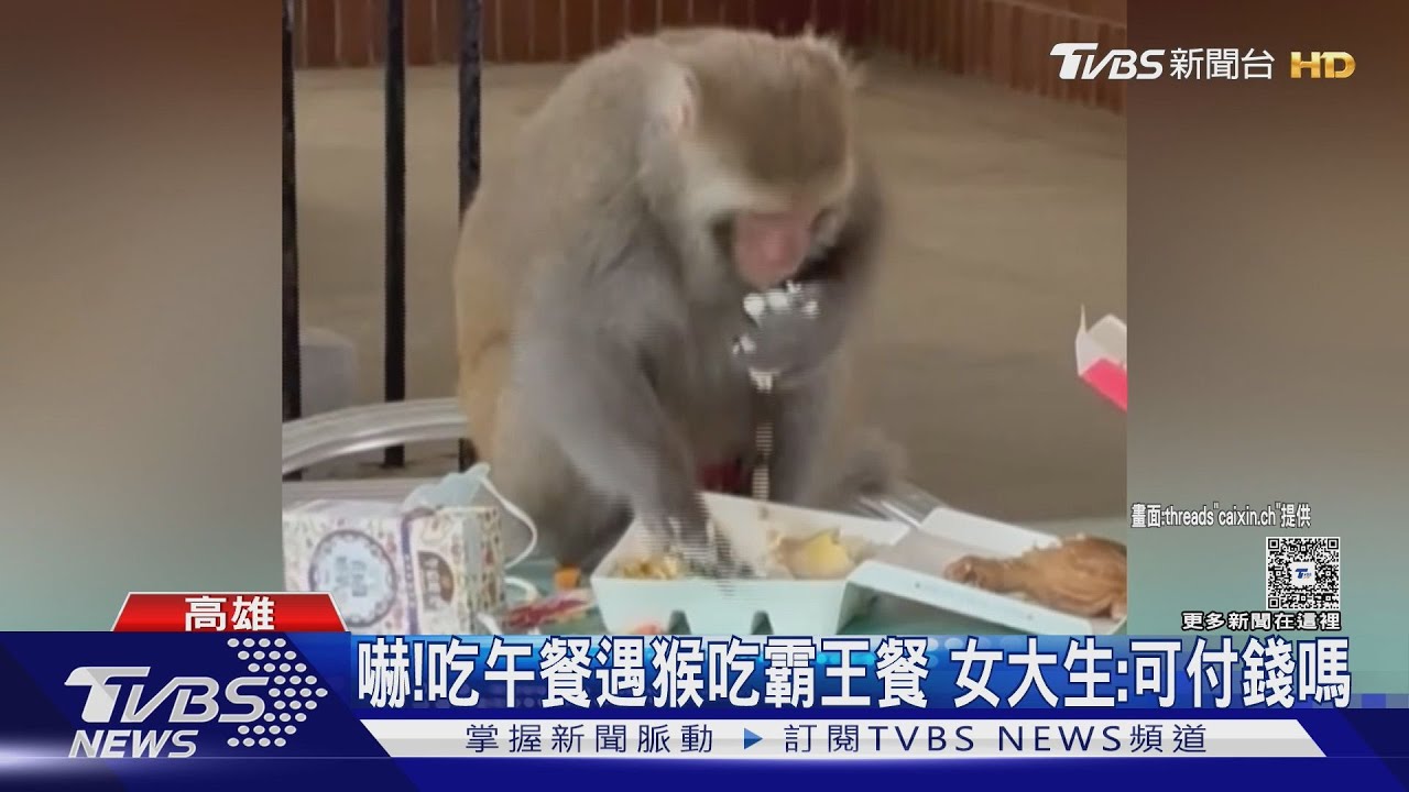 中山大學咖啡社遇猴襲宛如颱風過境 學生笑:抓最嗨不睡覺那隻