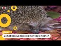 Mysterieuze ziekte bij egels