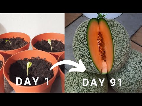 Try out this method to harvest muskmelon aka Cantaloupe  in 91 days! Rockmelon harvest!
