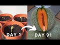 Try out this method to harvest muskmelon aka Cantaloupe  in 91 days! Rockmelon harvest!