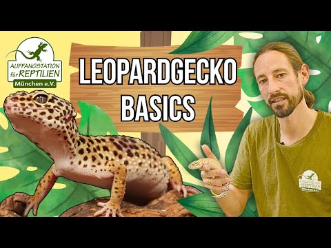 Leopardgecko - Haltung und Pflege
