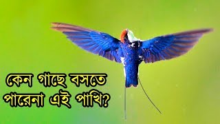 অদ্ভুত স্বভাব পাখি তারলেজা আবাবিল |  Weird Wire-tailed Swallow | World&#39;s Strangest | Beautiful Birds