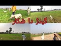 Gedar Ka Shikar New HD 2025 گیدڑ دا شکار Jackal Hunting With Dogs