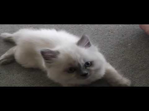 Ragdoll eating my foot