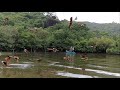Feeding Wild Brahminy kites