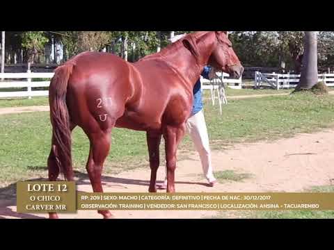 LOTE 12   O CHICO CARVER MR