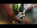 De Bladstaartgekko is sinds deze week te zien in Blijdorp (video: Blijdorp)