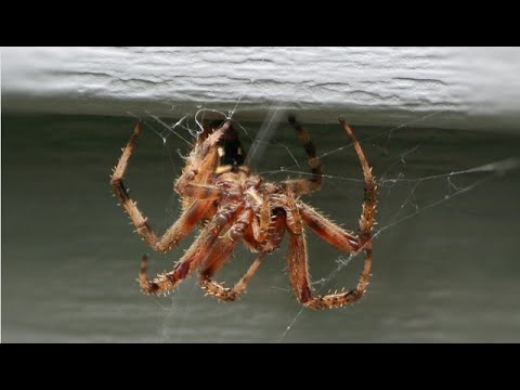 L'attacco di ragno più mortale del mondo
