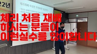체리 처음 재배하신분들이 실수하는것