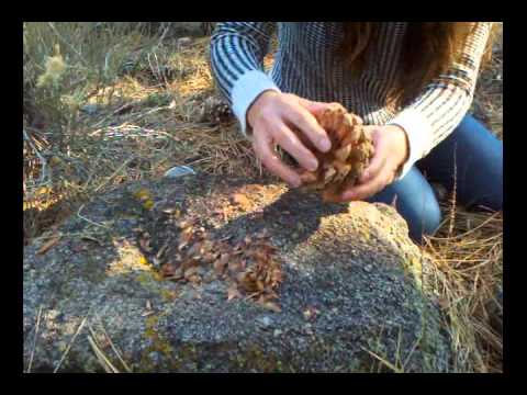 How to harvest pine nuts in the forest