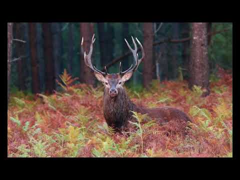 Cerf "le brame 2017"