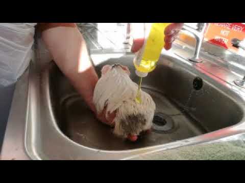 How we bath our guineas.