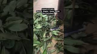 Download lagu Daun-Daun Sevanyak Itu Bestie #shortsfeed #shortvideo #daun mp3