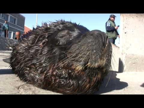 Lobo Marino de MDQ - Juan Carlos