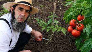 5 Techniques to Help Tomatoes Grow Stronger After Transplanting