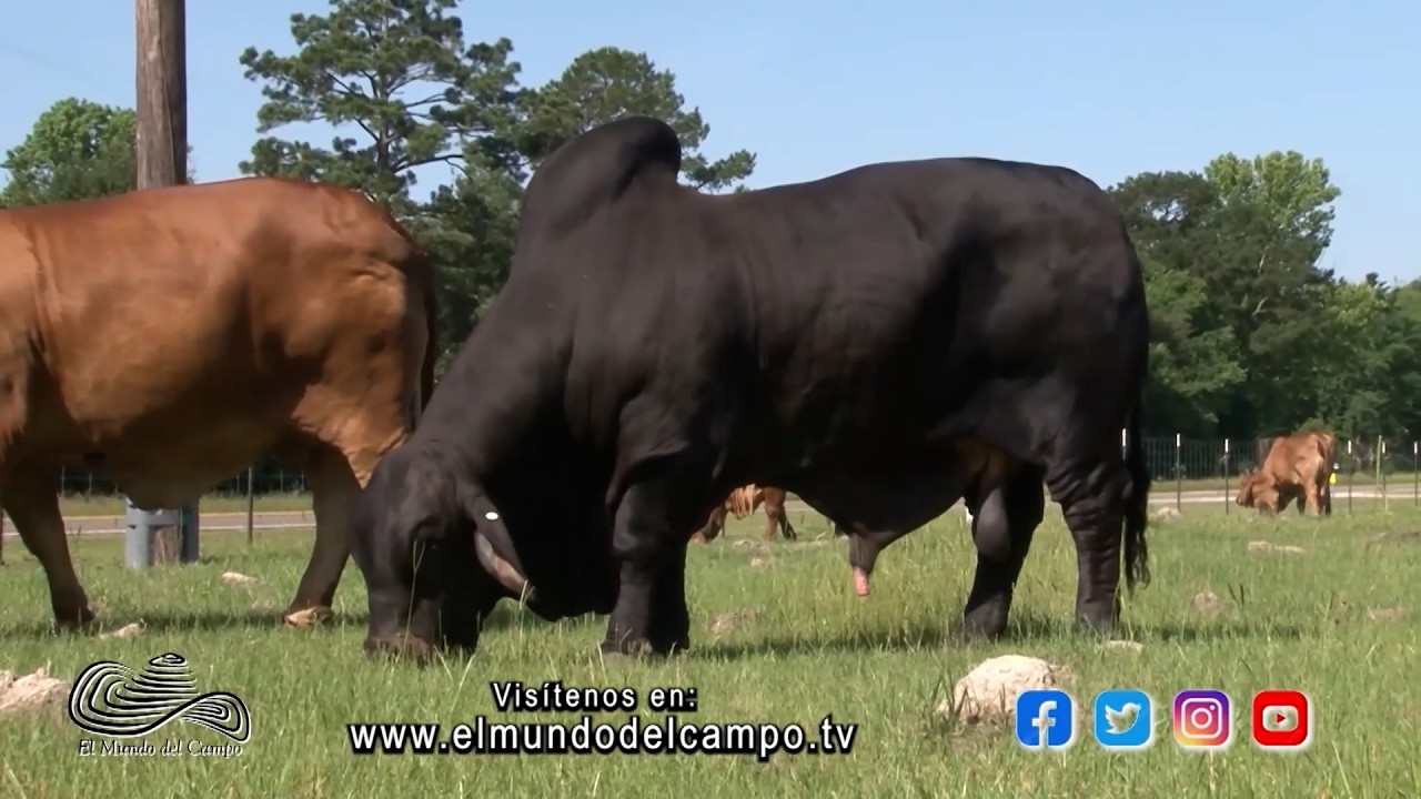 24 FEB   CAP 1   CASARAY RANCH GANADERÍA BRAHMAN ROJO EN TEXAS   EEUU