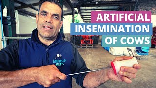 Artificial Insemination of Cattle with a 