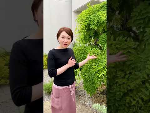 鶏小屋に植える低木はどれですか?またその理由は何ですか?囲いに適した5つの理由と7つの理想的な種を紹介します。  庭園