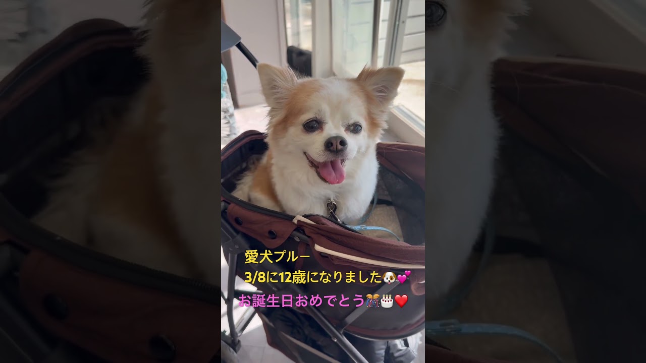 プルー㊗️12歳🎉🐶