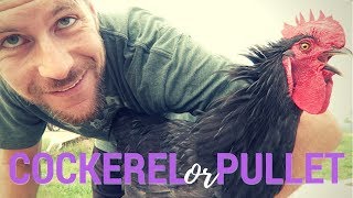 How To Identify Roosters