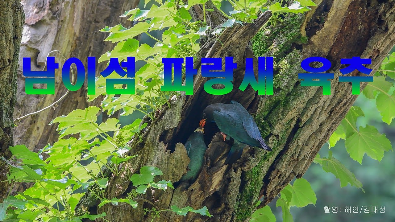 파랑새 육추 유튜브 썸네일