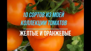 Томат Алтайский оранжевый: отзывы, описание сорта, фото, видео, отзывы,характеристики - Ортон