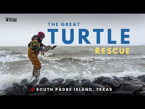 Il grande salvataggio delle tartarughe - Storia di conservazione I South Padre Island, Texas