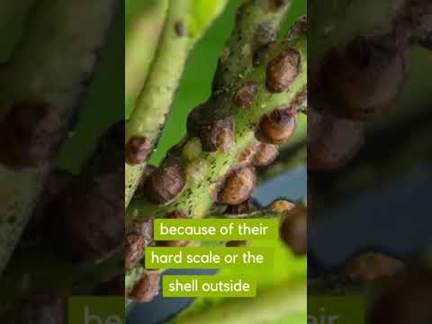 , title : 'Hardy Scale insects #shorts #gardening #plants #gardenpest'