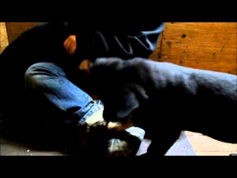 Baco von Pike´s Spirit und sein Schnürsenkel