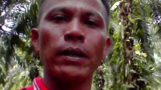 preview picture of video 'Bibit kelapa hibrida genjah'