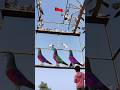 AI Say Kabooter Pakernay Ka New Tarika Ai Kabootar Bird Birdspecies Kabutar Pigeonbird