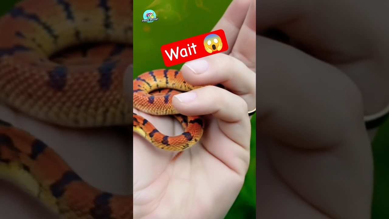 ​Tiny Orange Dragon? Identifying This Stunning Reptile! #shorts